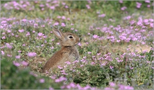 <p>KRÁLÍK DIVOKÝ (Oryctolagus cuniculus) M. Boleslav - Radouč /European rabbit - Wildkaninchen/</p>